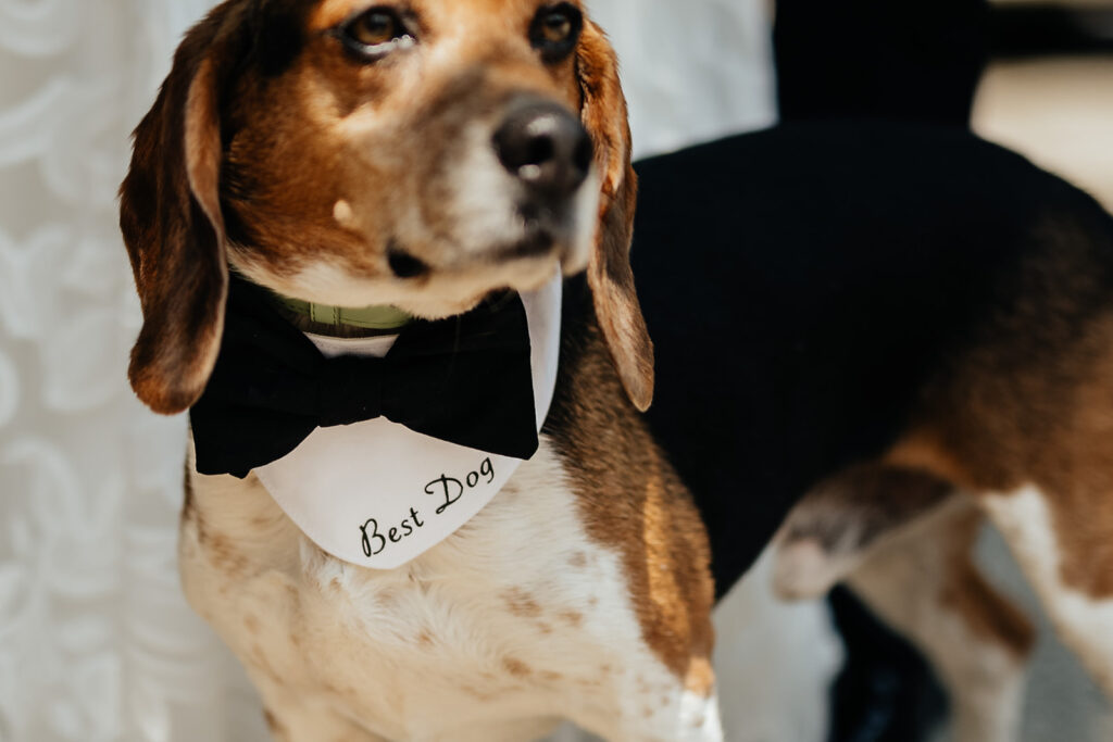 Best Dog wedding attire