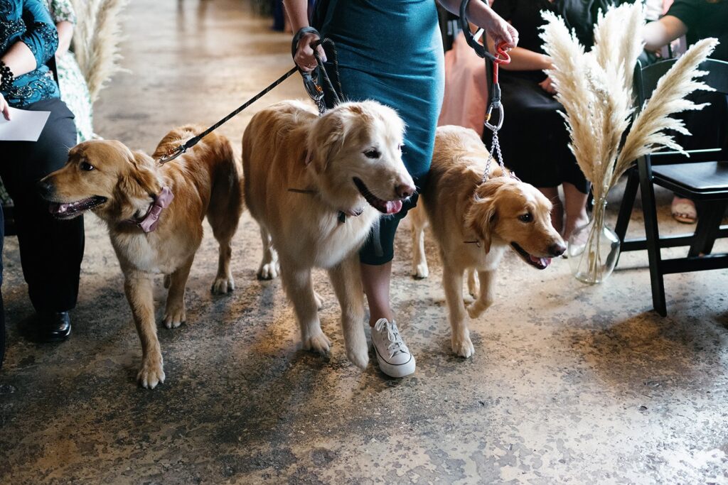 Three golden retriever dogs walk down the aisle during a Fort Wayne wedding at the Paper Mill