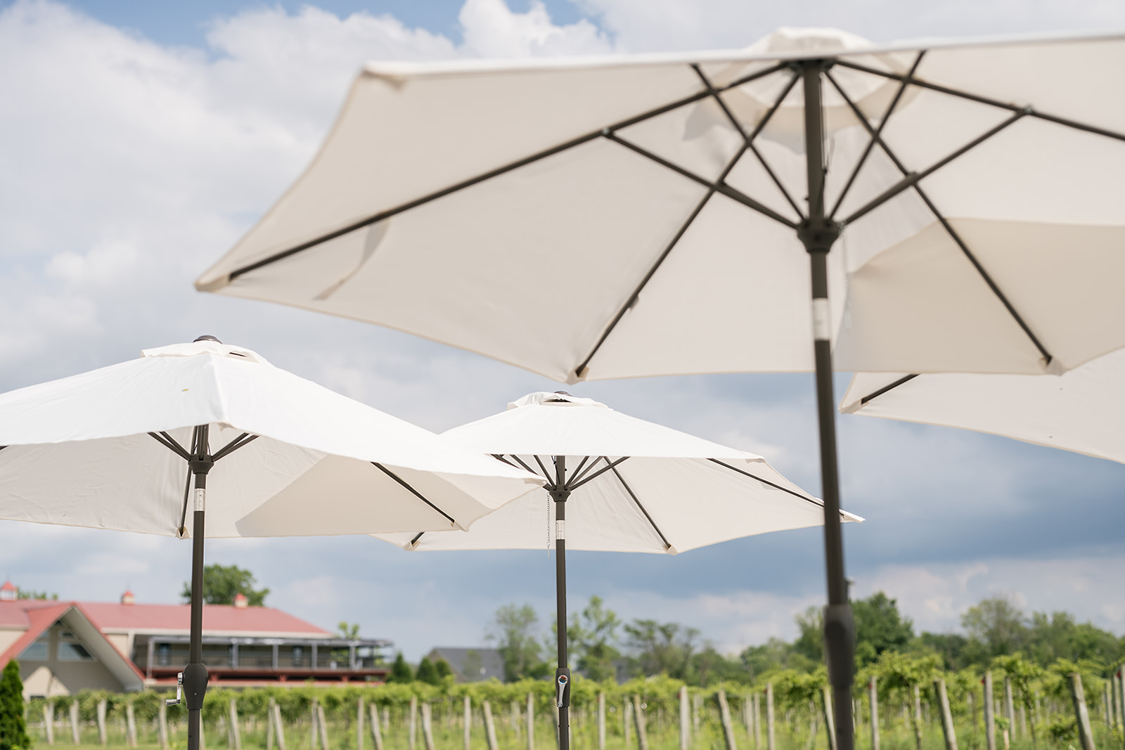 White umbrellas providing shade for guests during outdoor ceremony at Daniel’s Vineyard